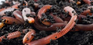 Earthworms in the earth