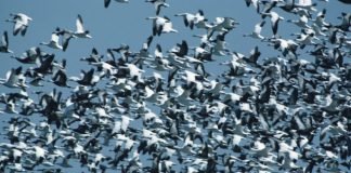 gaggle snow geese in flight North America