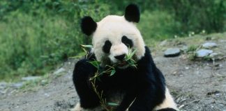 Giant panda bamboo
