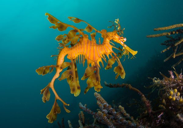 9 Sea Creatures Who Are Out Of This World Earth Rangers Where
