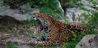 leopard yawn