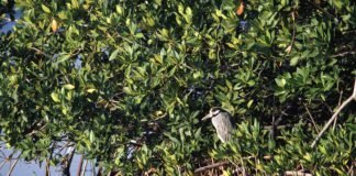 bird mangrove forest