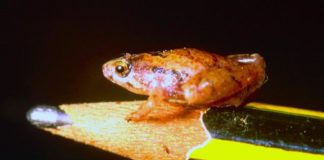 microhyla nepenthicola, smallest frog, borneo