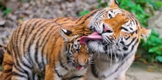 mom licking tiger cub