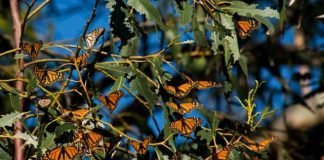 monarch butterfly tree