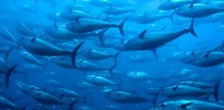 bluefin tuna ocean