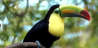 toucan bird tree