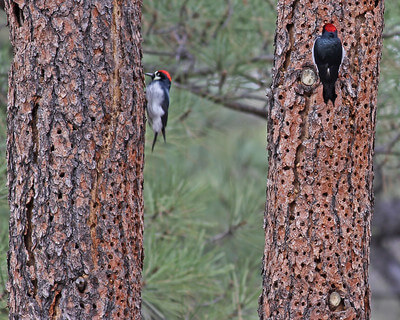 2 woodpeckers with fluffy red hair, each pecking at a separate tree. The trees have many holes in them, signs of past snacking!
