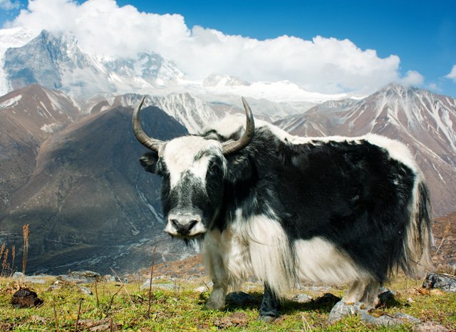Top Ten Mountain Animals At The Highest Heights Earth Rangers Where Kids Go To Save Animals