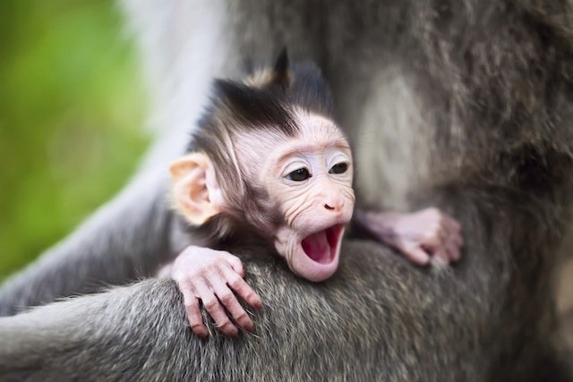 yawing baby monkey