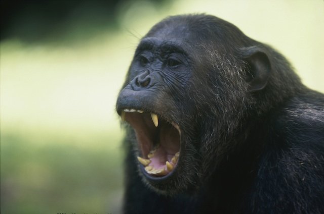 yawning chimpanzee