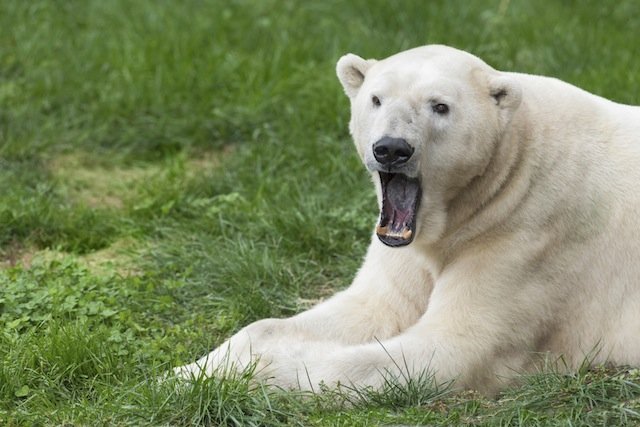 yawning polar bear