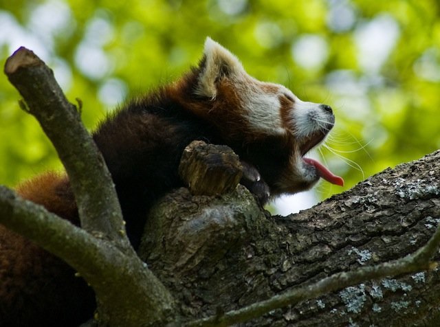 yawning red panda