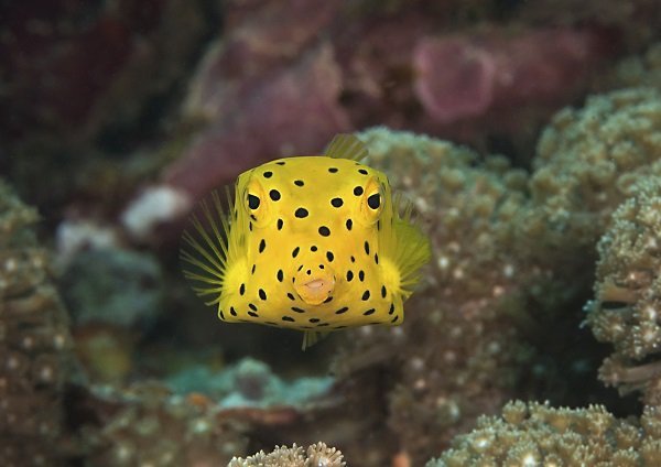 Top Ten Underwater Animals with Spots - Where kids go to save animals!