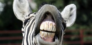 Zebra smile
