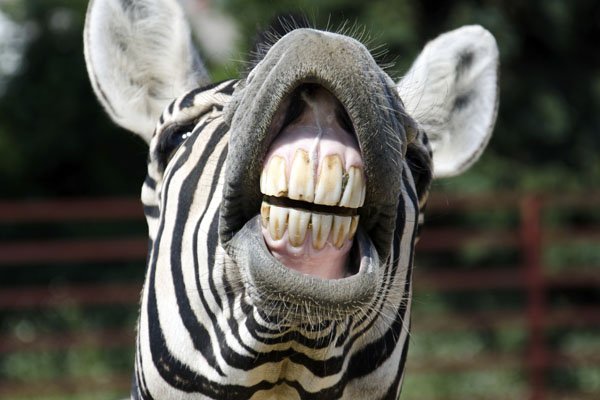 Zebra smile